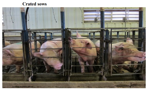 crated sow